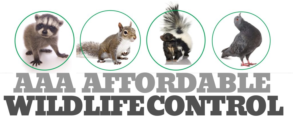 Wildlife Control Toronto